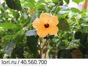 Желтый китайский гибискус (Hibiscus rosa-sinensis) Стоковое фото, фотограф Елена Орлова / Фотобанк Лори
