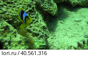 Дайвинг в Красном море.  Клоуны. Немо. Стоковое видео, видеограф Галина / Фотобанк Лори