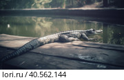 False Gharial have sunbathing near its pond Illustration AI Generative. Стоковое AI-изображение, AI-художник Юлия Гапеенко / Фотобанк Лори