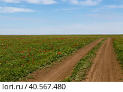 Россия, Калмыкия. Степная грунтовая дорога среди цветущих тюльпанов. Стоковое фото, фотограф Ольга Шуклина / Фотобанк Лори