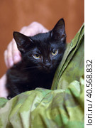 Cute little scared black kitten in hands. Стоковое фото, фотограф Анна Кривицкая / Фотобанк Лори