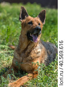 Old german shepherd among green grass. Стоковое фото, фотограф Анна Кривицкая / Фотобанк Лори
