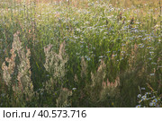 Background meadow grass and flowers in summer. Стоковое фото, фотограф Ирина Вершинская / Фотобанк Лори