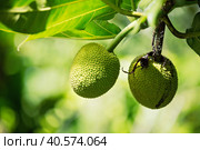 Джекфрут. Стоковое фото, фотограф Oriole Gin / Фотобанк Лори