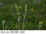 Железница крымская (лат. Sideritis taurica) или лимонник, татар-чай, чабан-чай крупным планом.Crimean ironwort (Sideritis taurica) or lemongrass, Tatar-tea, shepherd-tea close-up. Стоковое фото, фотограф Владимир Шарый / Фотобанк Лори