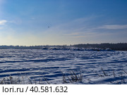 Зимнее сель. хоз поле. Зима, снег и голубое небо. Стоковое фото, фотограф Ольга Карнович / Фотобанк Лори