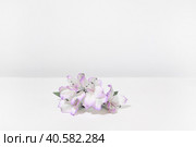 Bouquet of white lilac Alstroemeria flowers on a white table, on a grey background. Creative kind of flowers. Стоковое фото, фотограф Tatiana Syrtseva / Фотобанк Лори