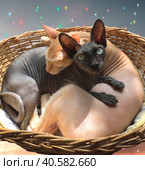 Рыжий кот и черная кошка в виде символа Дао/ Two cats. Стоковое фото, фотограф Iva Noel / Фотобанк Лори