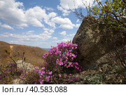 Цветущий Рододендрон на скалах, на побережье Приморского края. Стоковое фото, фотограф Римма Тельнова / Фотобанк Лори