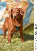 Small ginger dog of the Nevskaya Orchid breed. Стоковое фото, фотограф Анна Кривицкая / Фотобанк Лори