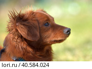 Small ginger dog of the Nevskaya Orchid breed. Стоковое фото, фотограф Анна Кривицкая / Фотобанк Лори