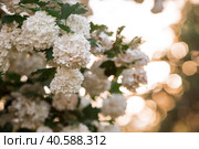 Decorative viburnum Buldenezh or Snow globe (Latin Viburnum opulus var sterile). Стоковое фото, фотограф Photojuli / Фотобанк Лори