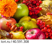 Autumn still life with seasonal fruits, flowers and berries. Apples, pears, quince, rowan, ziziphus, autumn leaves and flowers close-up. Fresh delicious healthy seasonal fruits. Autumn postcard. Стоковое фото, фотограф Александр Кротков / Фотобанк Лори