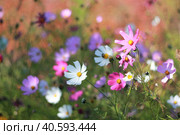 Разноцветные цветущие космеи/ Multicolored flowering cosmos. Стоковое фото, фотограф Анастасия Александрова / Фотобанк Лори