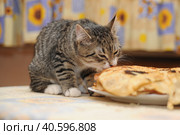 Kitten steals and eats pancakes on the table. Стоковое фото, фотограф Анна Кривицкая / Фотобанк Лори