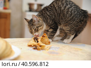 Kitten steals and eats pancakes on the table. Стоковое фото, фотограф Анна Кривицкая / Фотобанк Лори