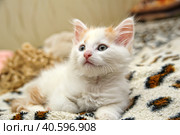 Redhead with white kitten. Стоковое фото, фотограф Анна Кривицкая / Фотобанк Лори