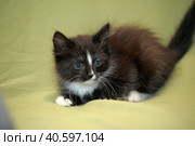 Funny black and white kitten. Стоковое фото, фотограф Анна Кривицкая / Фотобанк Лори
