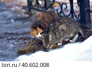 Unhappy stray cats eat outside in winter. Стоковое фото, фотограф Анна Кривицкая / Фотобанк Лори