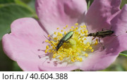 Жуки узконадкрылки (Oedemera nobilis) едят пыльцу на розовом цветке шиповника. Макросъемка. Стоковое видео, видеограф Mixail59 / Фотобанк Лори