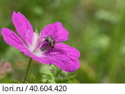 Жук узконадкрылка на цветке Герани рассеченной. Стоковое фото, фотограф Mixail59 / Фотобанк Лори
