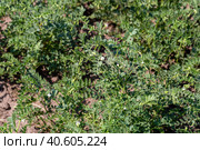 Chickpeas in garden with leaves. Chickpeas plant growing. Стоковое фото, фотограф Ольга Сейфутдинова / Фотобанк Лори