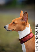 Typical Basenji dog in the spring garden. Стоковое фото, фотограф Анна Кривицкая / Фотобанк Лори