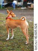 Typical Basenji dog in the spring garden. Стоковое фото, фотограф Анна Кривицкая / Фотобанк Лори