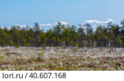 Landscape with swamp and blooming Eriophorum vaginatum. Стоковое фото, фотограф EugeneSergeev / Фотобанк Лори