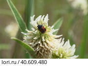 Жук листоед скрытоглав двухточечный (Cryptocephalus bipunctatus) Стоковое фото, фотограф Mixail59 / Фотобанк Лори