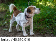 Jack Russell Terrier in the grass discovers the world. Стоковое фото, фотограф Анна Кривицкая / Фотобанк Лори