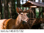 Portrait. A little fawn walks in a paddock on a ranch, on a private eco farm or in a contact zoo. Animal husbandry. Love for animals. Стоковое фото, фотограф Photojuli / Фотобанк Лори