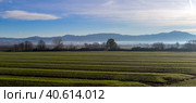 Scenic Tuscan landscape with beautiful fields, meadows and hills with morning fogs (2018 год). Стоковое фото, фотограф Анна Кривицкая / Фотобанк Лори