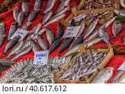 Various fish on the counter fish shop in Istanbul (2018 год). Редакционное фото, фотограф Анна Кривицкая / Фотобанк Лори