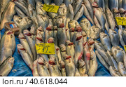 Various fish on the counter fish shop in Istanbul (2018 год). Редакционное фото, фотограф Анна Кривицкая / Фотобанк Лори