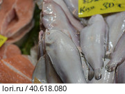 Solea solea in the fish market of Istanbul (2018 год). Редакционное фото, фотограф Анна Кривицкая / Фотобанк Лори