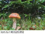 Noble red mushroom grows under the tree in the forest in early autumn. Стоковое фото, фотограф Виктория Подгорная / Фотобанк Лори