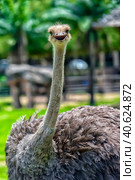 Ostrich on a green lawn. Стоковое фото, фотограф Анна Кривицкая / Фотобанк Лори