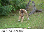 White-cheeked gibbon. Hylobates leucogenys. (2018 год). Стоковое фото, фотограф Анна Кривицкая / Фотобанк Лори