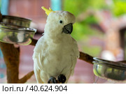 Sulphur Crested Cockatoo bird. Стоковое фото, фотограф Анна Кривицкая / Фотобанк Лори