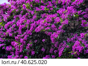 Bougainvillea spectabilis plant. Стоковое фото, фотограф Анна Кривицкая / Фотобанк Лори