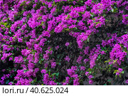 Bougainvillea spectabilis plant. Стоковое фото, фотограф Анна Кривицкая / Фотобанк Лори