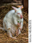 White kangaroo albino. Стоковое фото, фотограф Анна Кривицкая / Фотобанк Лори