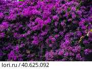 Bougainvillea spectabilis plant. Стоковое фото, фотограф Анна Кривицкая / Фотобанк Лори
