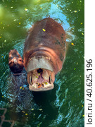 Hippopotamus  in water. Стоковое фото, фотограф Анна Кривицкая / Фотобанк Лори