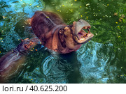 Hippopotamus  in water. Стоковое фото, фотограф Анна Кривицкая / Фотобанк Лори