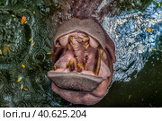 Hippopotamus  in water. Стоковое фото, фотограф Анна Кривицкая / Фотобанк Лори