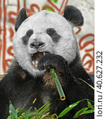 Happy Giant panda (Ailuropoda melanoleuca) dines on delicious bamboo. Стоковое фото, фотограф Валерия Попова / Фотобанк Лори