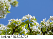 Ornamental plants close-up: blooming apple tree under the bright May sun. Vernal orchard branchlets: delicate snow-white flowers and fresh sunny-green foliage against a sky-blue, photo series (I) Стоковое фото, фотограф Анатолий Власов / Фотобанк Лори