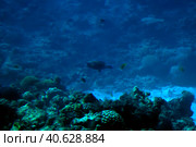 Coral reefs underwater. Стоковое фото, фотограф Анна Кривицкая / Фотобанк Лори